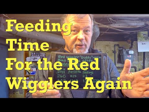 Return after 10 days to lightly fed 'buddy' red wiggler worm bins - vermicompost