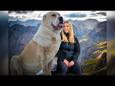 THE ALABAI - 'WOLF CRUSHER' - CENTRAL ASIAN SHEPHERD DOG