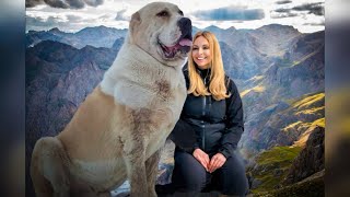 THE ALABAI - &#39;WOLF CRUSHER&#39; - CENTRAL ASIAN SHEPHERD DOG