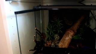 Avicularia avicularia mating (Pinktoe Tarantula) Pairing #2