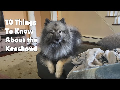 10 Things To Know About The Keeshond