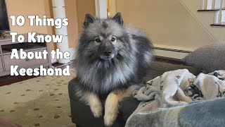 10 Things To Know About The Keeshond