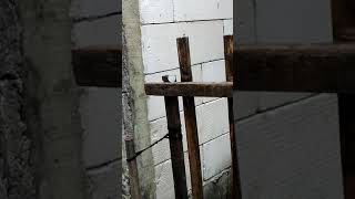 Download lagu 1 koin jatuh dari langit dan tiba tiba menyangkut di pagar mp3