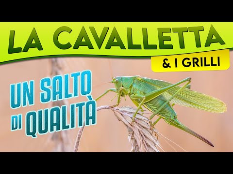 The Grasshopper and the Crickets, a qualitative leap ► Episode 24