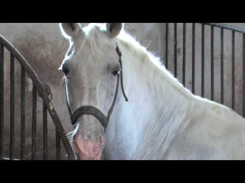 Slovenia In Your Pocket - Lipica