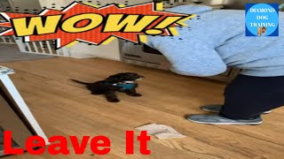 Teach Puppy Leave It:  Prevent Puppy Picking Things Off The Ground