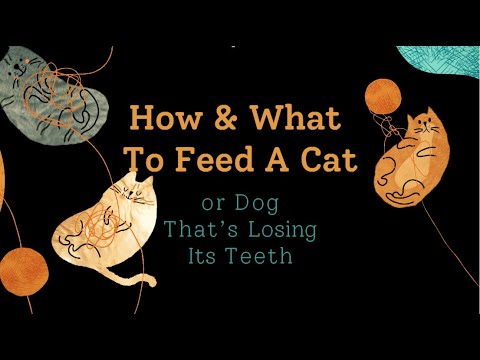How And What To Feed A Cat (or Dog) That's Losing Its Teeth