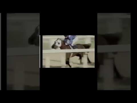 DUBAI KAHAYLA CLASSIC 2008 (MIZZNA)