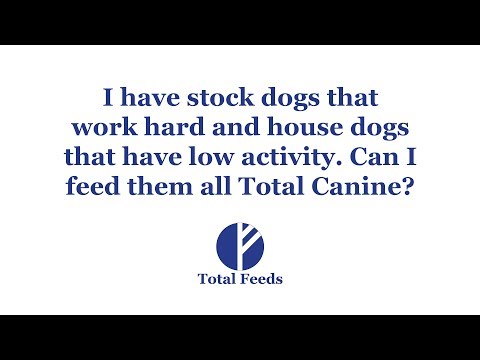 Can I feed them all  my dogs Total Canine?