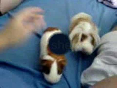 What are a list of animals you can have as pets in the uk? | Yahoo Answers