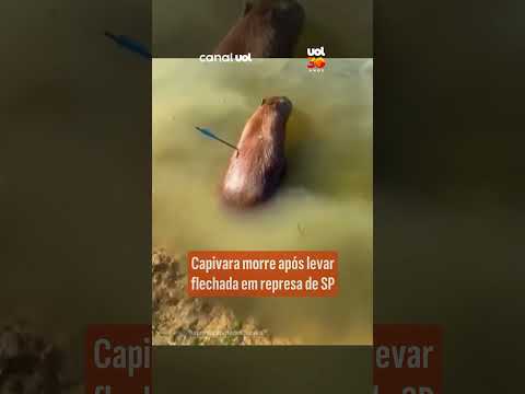 Capivara atingida por flecha na Represa Guarapiranga morre após resgate em SP