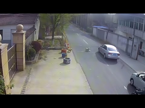 I can't believe it! Two stray dogs saved my dog's life!