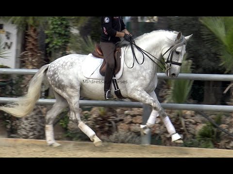 **SOLD** TOP Andalusian PRE Stallion 2012 - 1,66 m | #MP321