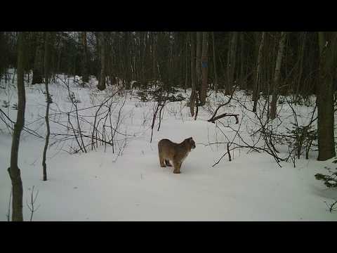 Trailcam - Bobcat - 2020.01.06