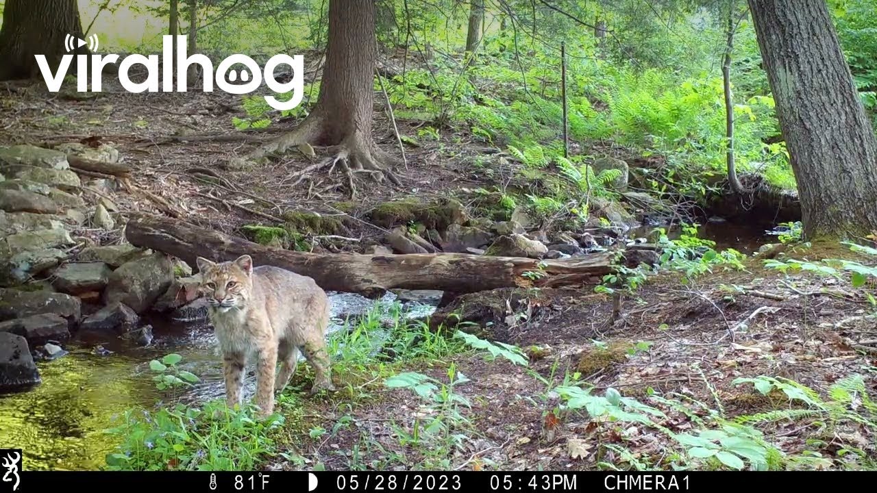 Bobcat Misses Out on Turkey Dinner || ViralHog