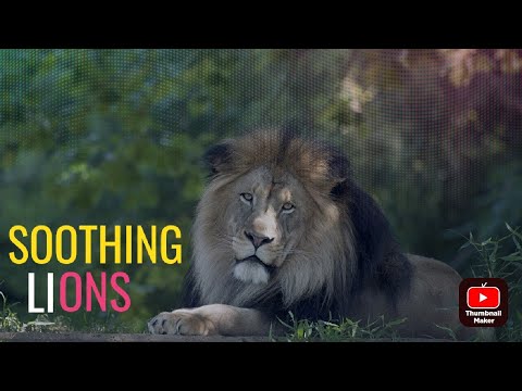 Beautiful Lions compilation 4k | Amazing Lions with soothing music | Amazing Lions video | Lion #