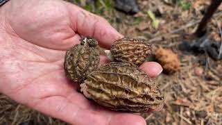 加州野生羊肚菌
