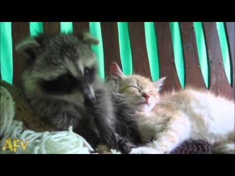 Масаж с много любов