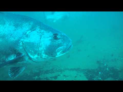 Black Sea Bass Convention