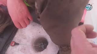 Рыбалка в степногорске на что