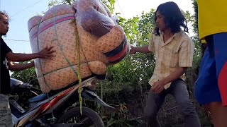 Download lagu KIRIM KASOR PAKAI MOTOR  BEGINI !!...CARA MENGIKAT NYA AGAR TIDAK JATUH mp3