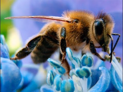 mezei méh a magas vérnyomás kezelésében