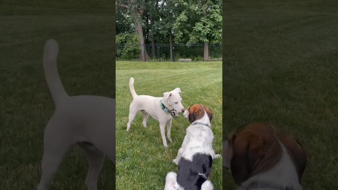 Billy, an adoptable mixed breed in Smiths Falls, ON video 6/6