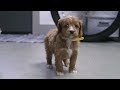 Cavapoo dogs for sale: Noel - Video 1