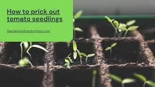 How to prick out tomato seedlings