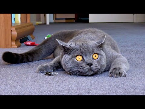 Cat plays with a noisy cicada. Kesha British shorthair Blue boy.