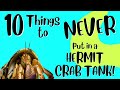 10 Things To NEVER Put In A Hermit Crab Tank For Happier Healthier Hermit Crab Pets