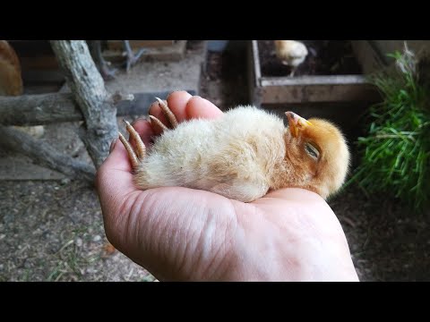 鶏の虫は何ですか 昆虫の好きな食べ物 虫下しが大好きです