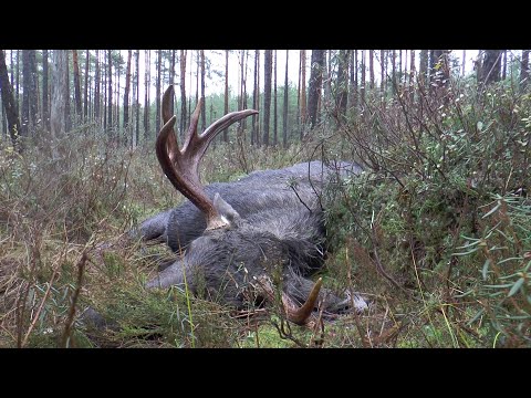 Traumhafte Elchjagd in Schweden