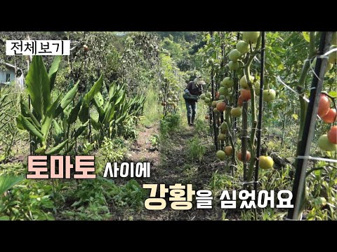 [Intercropping 1] Planted turmeric between the tomatoes / feat. basil * marigold * autumn radish
