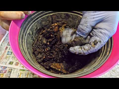 1st feeding for 1-week old red wiggler bin & check in on nightcrawlers - vermicomposting