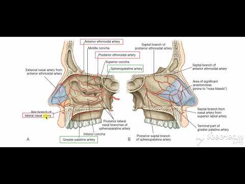 Nasal cavity blood supply 2