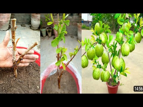 Grafting Techniques Guava Easy & Fast | Guava cut  Grafting Very New Method | #guavagrafting