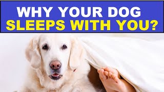 13 Reasons Dogs Prefer Your Bed Over Their Own? #dog #dogs