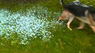 Trentemoller - Neverglade