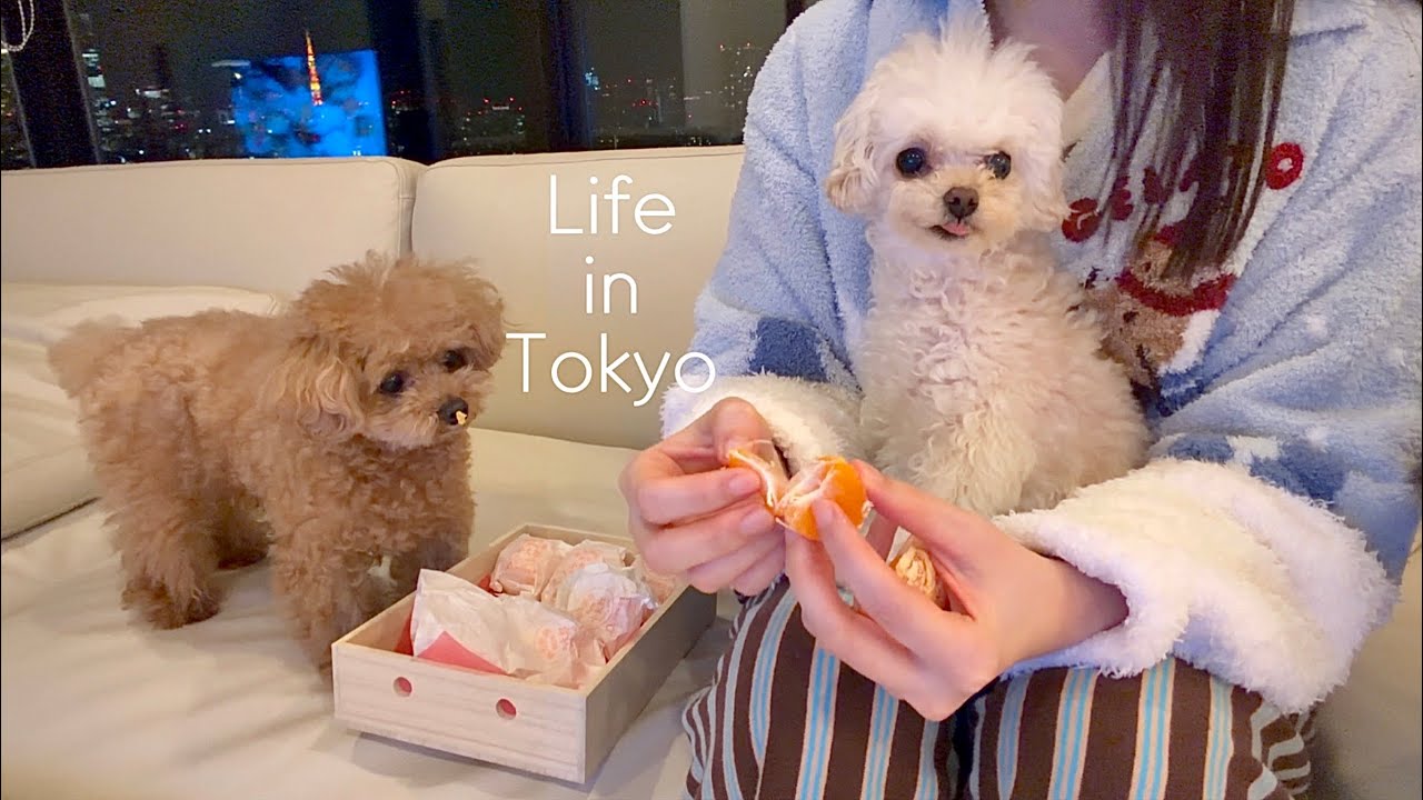 ENG/ 도쿄 브이로그 | 겨울 일상☃️ 요즘 푹 빠진 것들. 에르메스 타블리에 셀리에 🍊 실패 없는 일본 주방 소품 추천 by 도쿄 현지인 사유