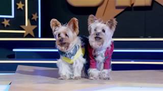 Pup Star: Better 2gether trailer - Madison Pettis, Danny Woodburn, Jed Rees