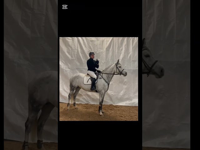 Export of Horses from Norway