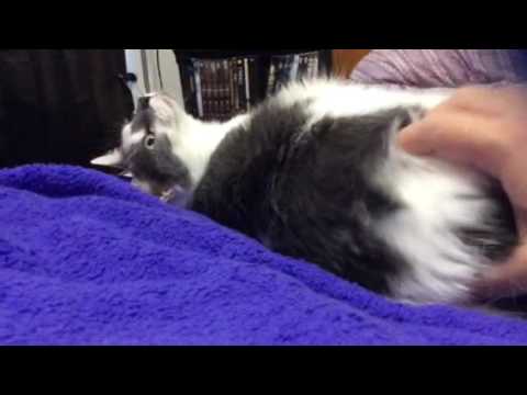 Cassie Kitty getting a relaxing petting