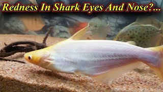 Redness In Iridescent Shark Eyes And Nose?... / Fish Aquarium Tamil