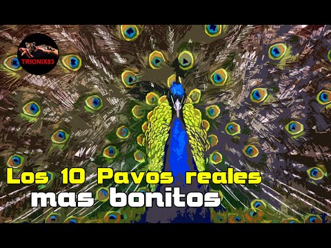 , title : 'Los 10 Pavos Reales Más Bonitos Del Mundo'
