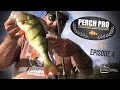 Perch Pro 2017 - EPISODE 4  - Kanalgratis.se (with French, German & Dutch subtitles)