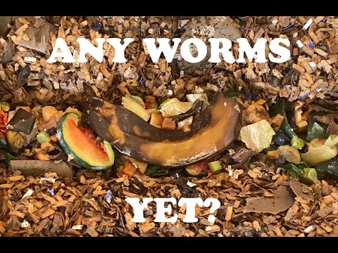 Are There Any Worms? Sterile Tray 2nd Feeding + Worm Ball Time Lapse Vermihut Worm Bin Vermicompost