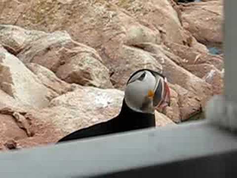 Curious Puffin