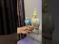 Unboxing of New Budgie Parrot #shorts #budgies #birds