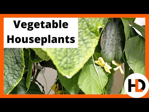 Growing Vegetables Indoors: Dutch Bucket Method